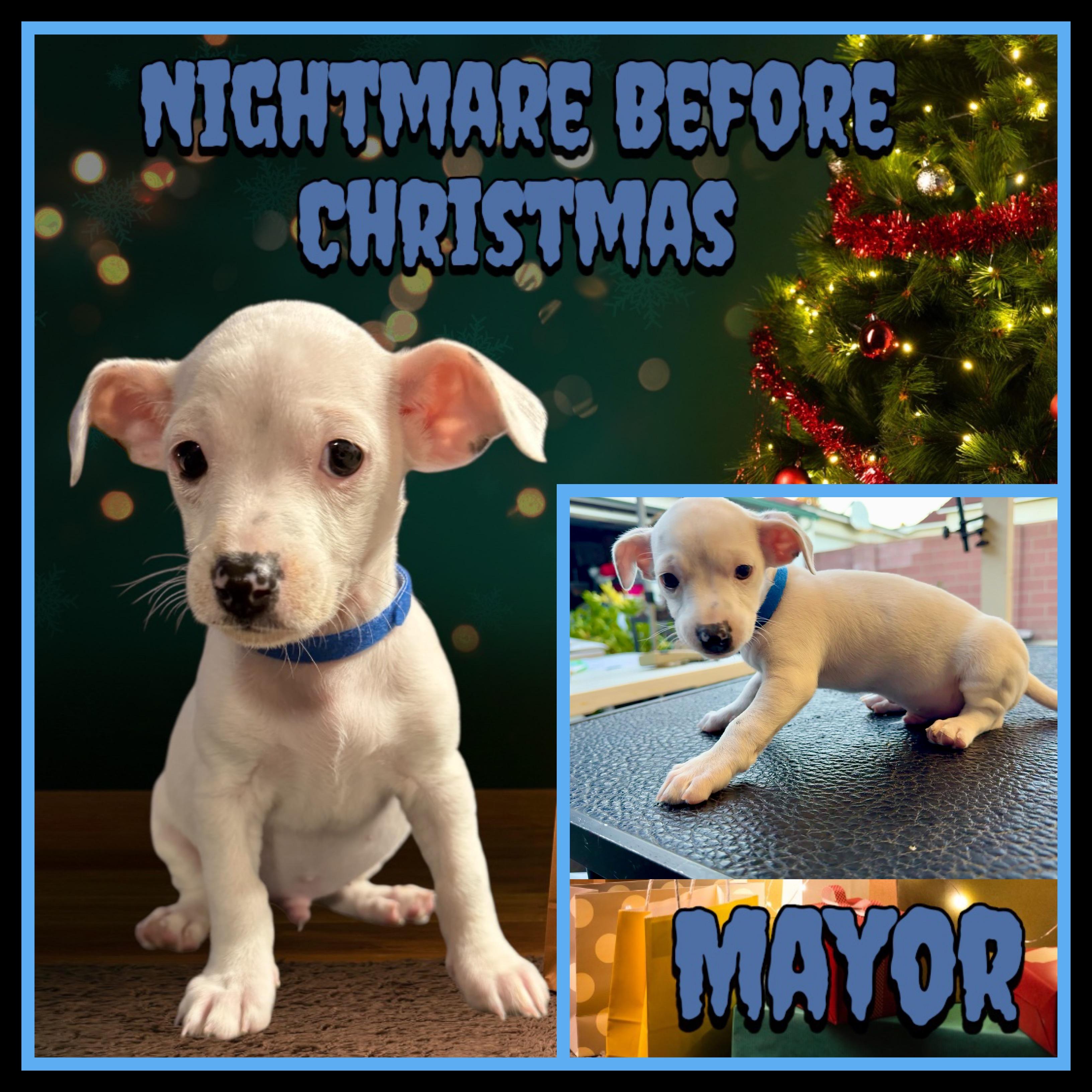 Enlarge Nightmare Before Xmas Pups, a Adoptable mixed breed in Burbank, CA image 3/6