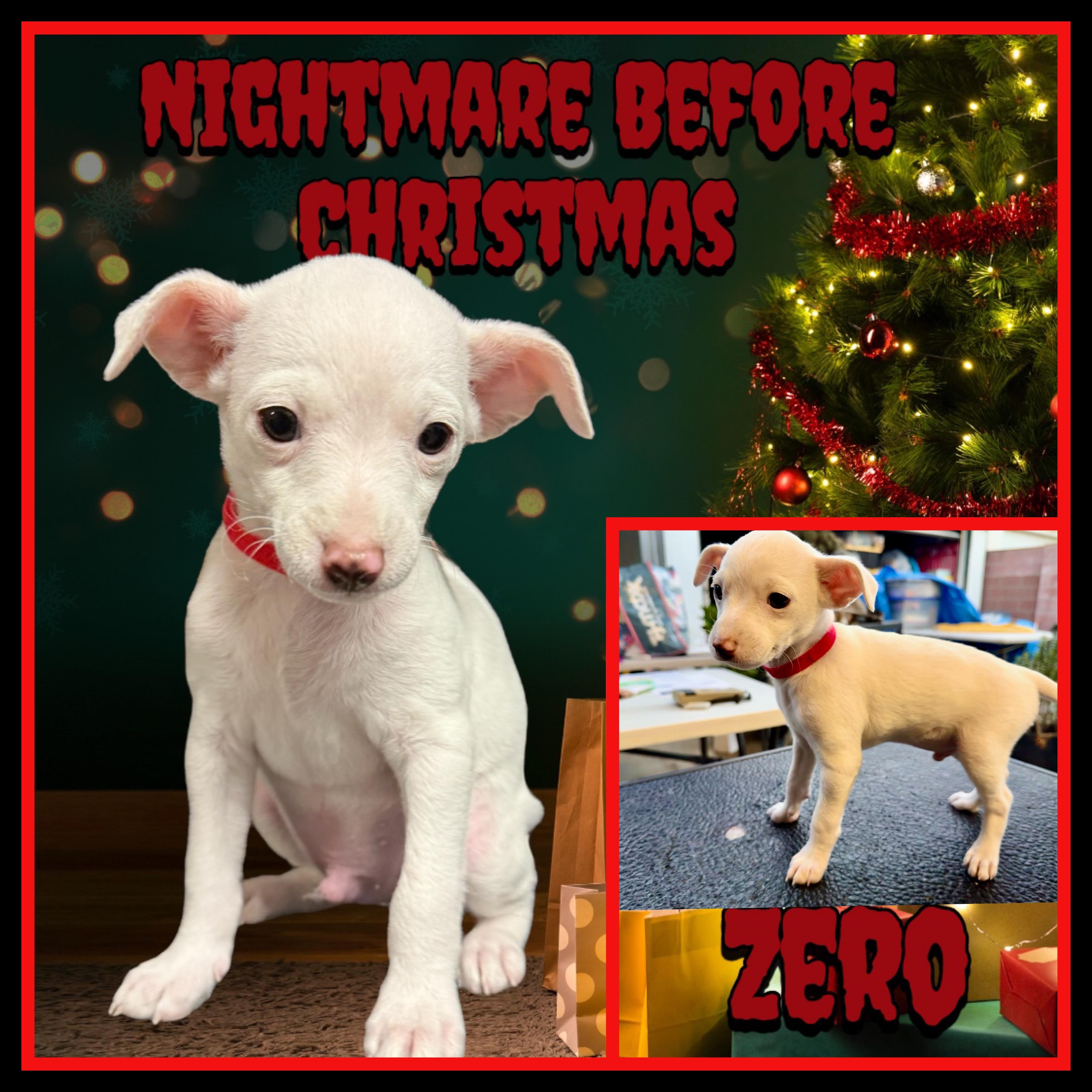 Enlarge Nightmare Before Xmas Pups, a Adoptable mixed breed in Burbank, CA image 5/6