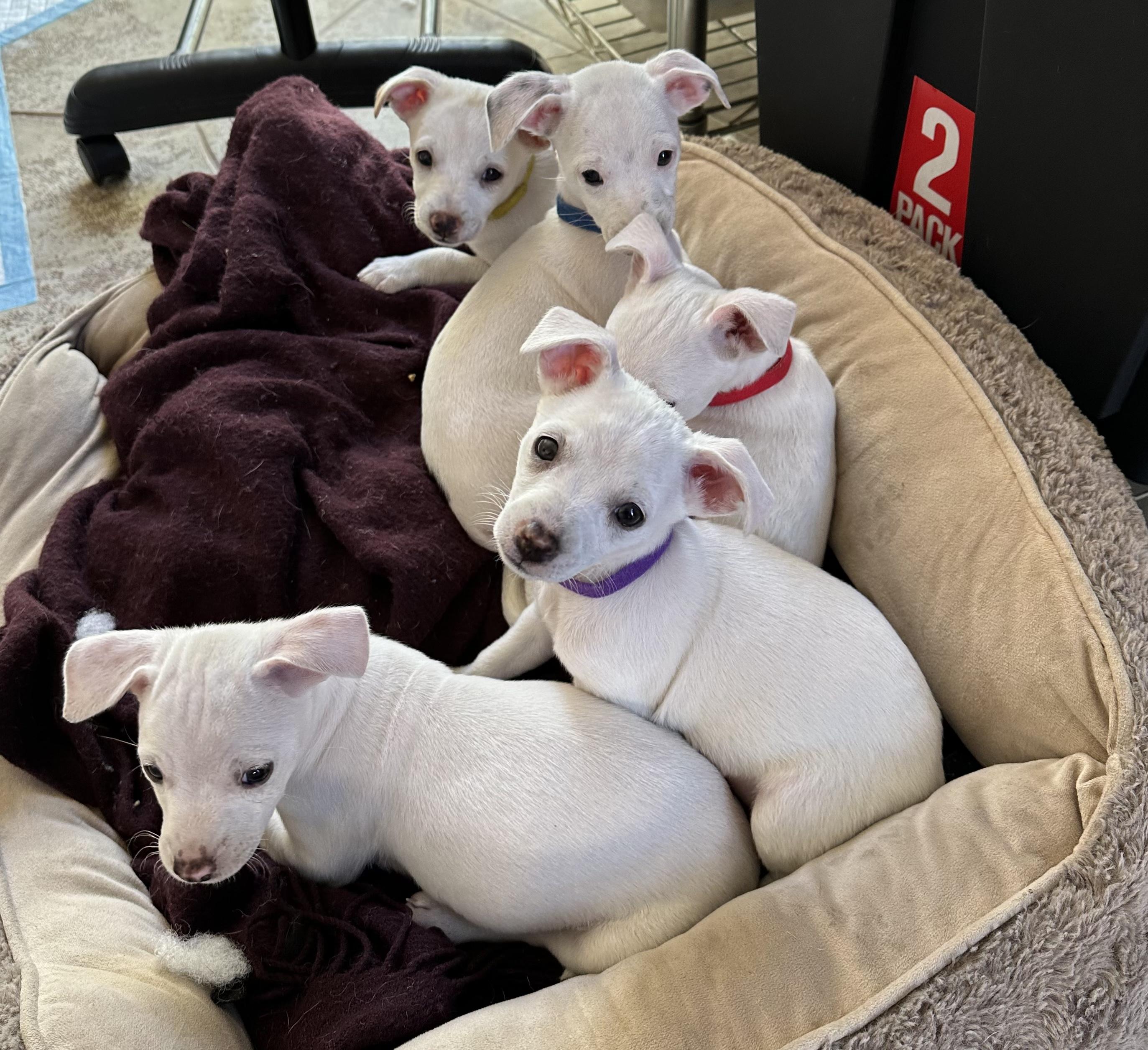 Nightmare Before Xmas Pups, Adoptable, Puppy Male Chihuahua.