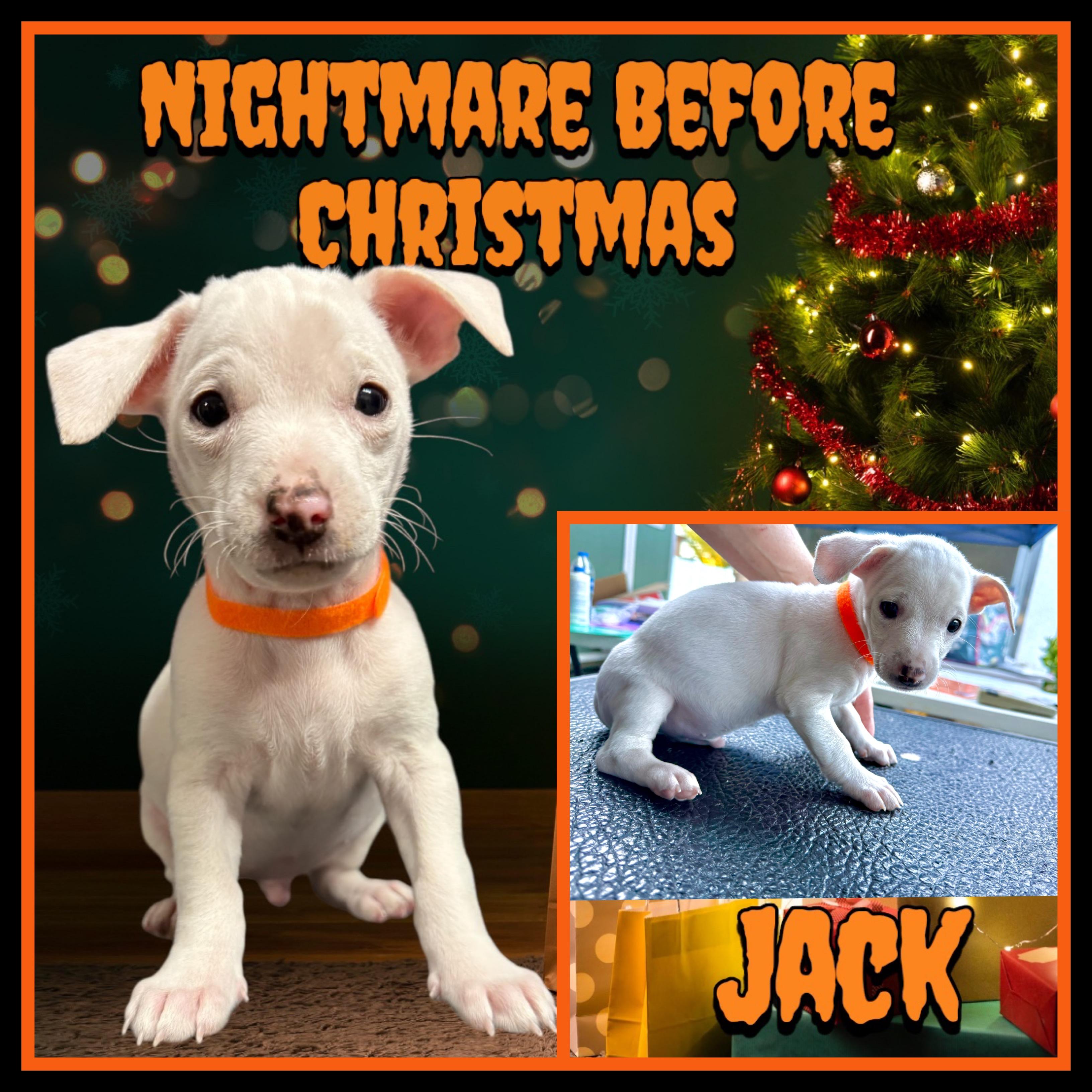 Enlarge Nightmare Before Xmas Pups, a Adoptable mixed breed in Burbank, CA image 6/6