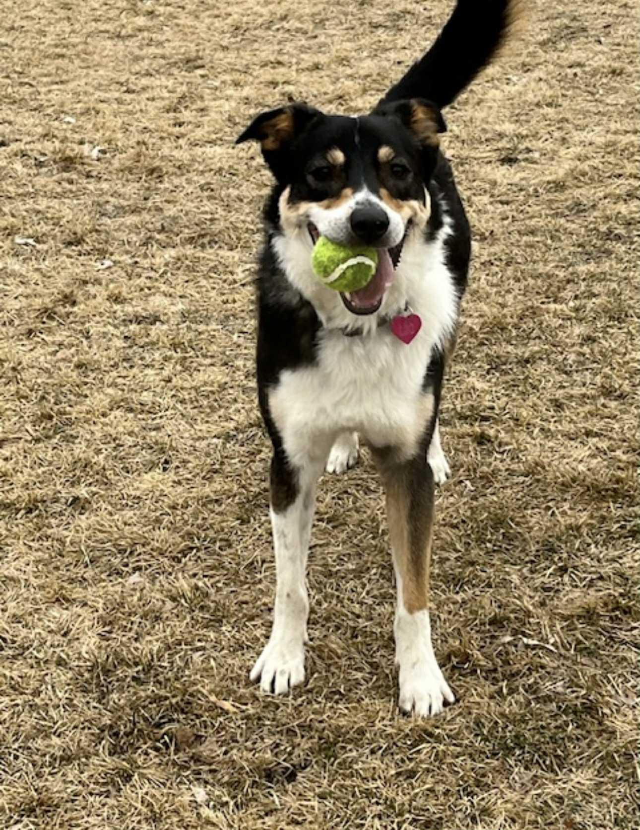 Leo, an adoptable Australian Cattle Dog / Blue Heeler, Shepherd in Bend, OR, 97702 | Photo Image 2