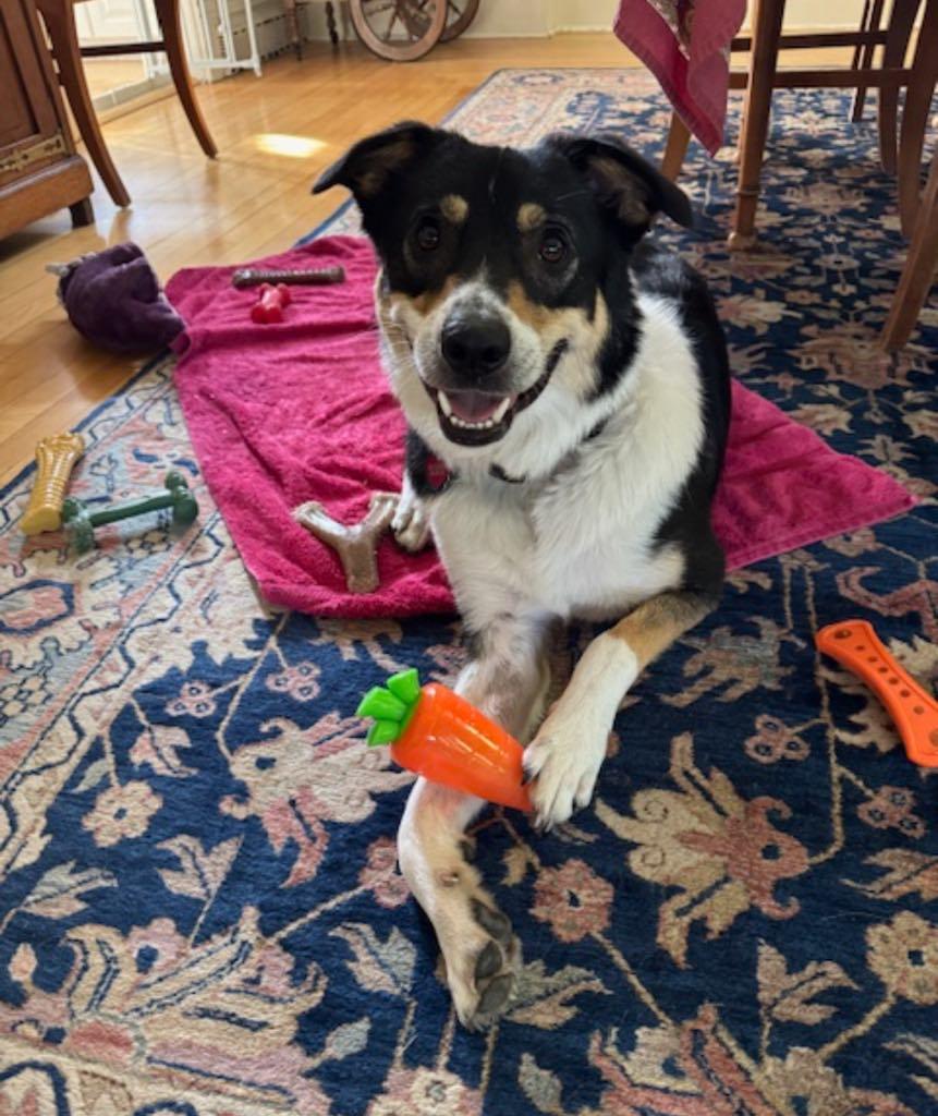 Leo, an adoptable Australian Cattle Dog / Blue Heeler, Shepherd in Bend, OR, 97702 | Photo Image 1
