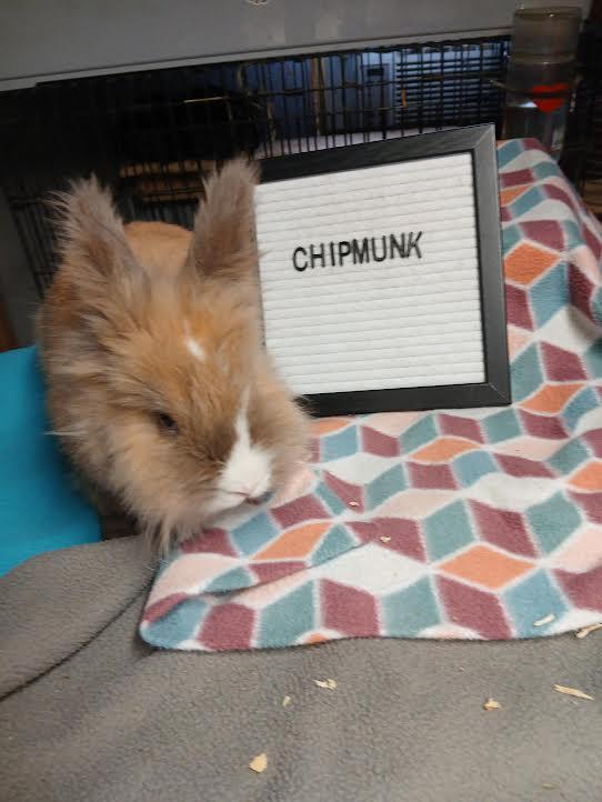 Chipmunk, adopted, Young Female Lionhead.