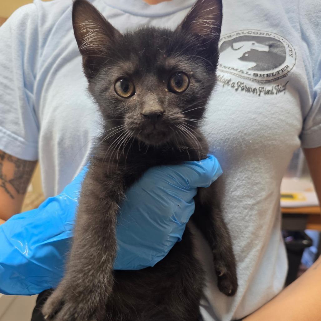Louie, Adoptable, Kitten Male Domestic Short Hair.