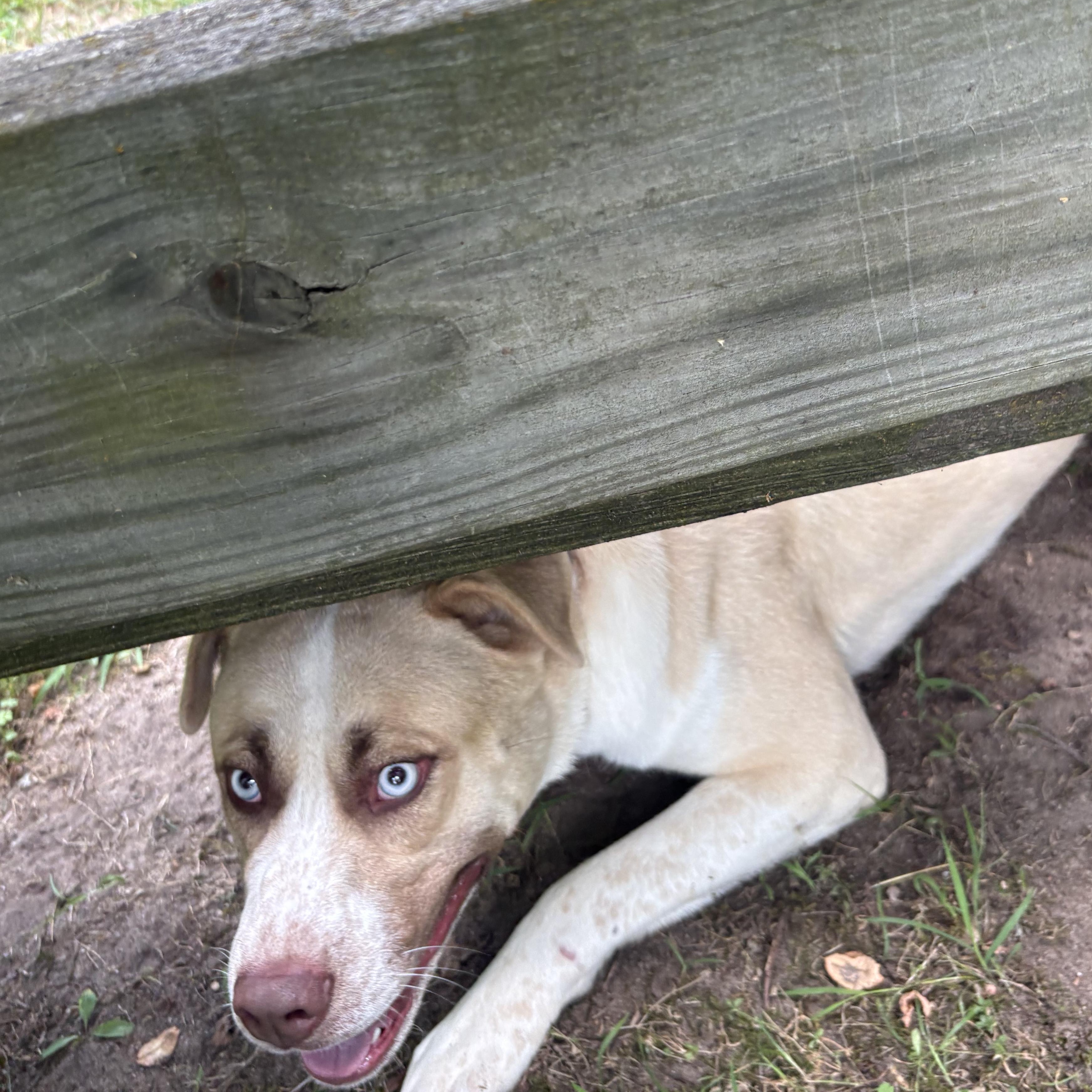 Enlarge Vinny, a Adopted mixed breed in Mount Pleasant, MI image 4/6