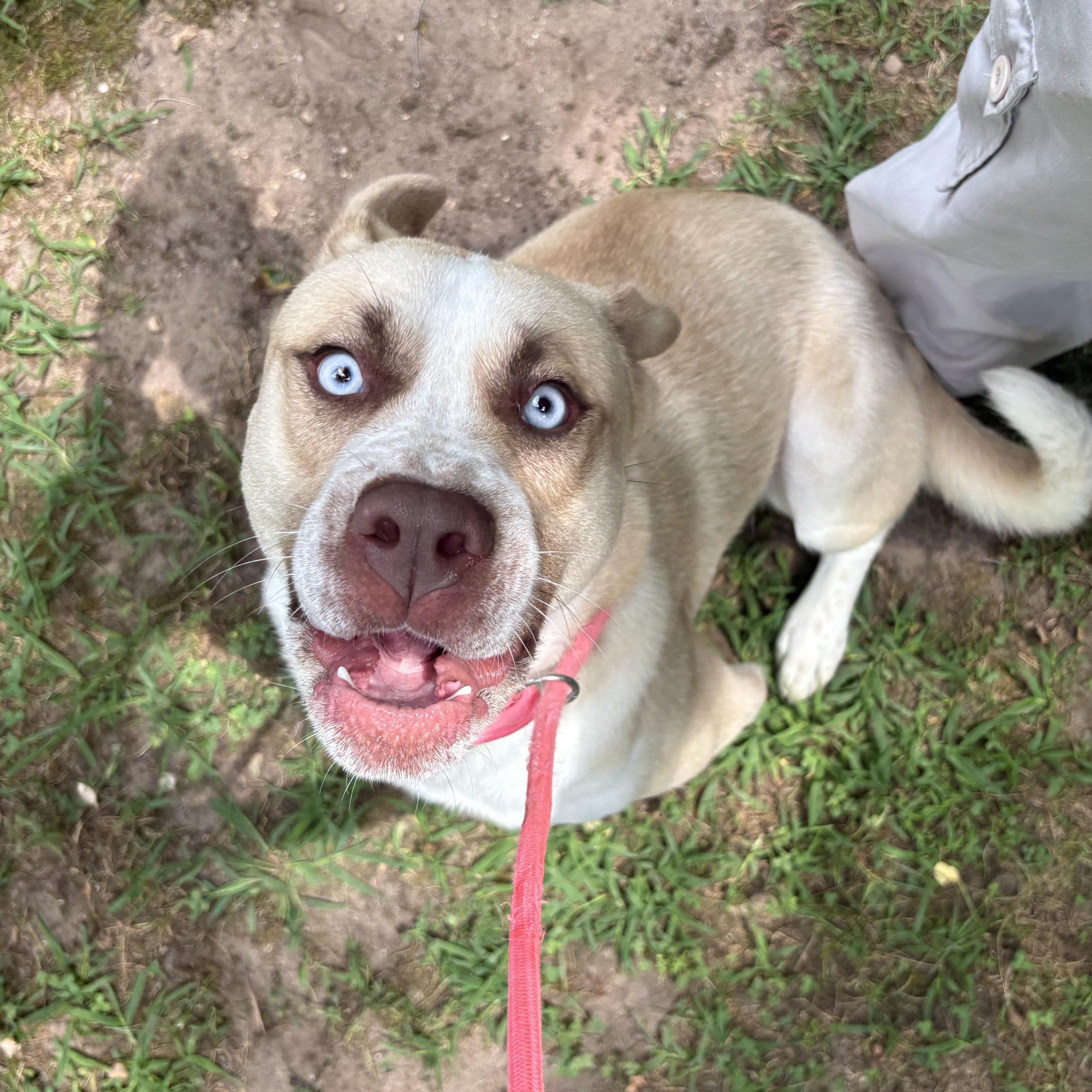Enlarge Vinny, a Adopted mixed breed in Mount Pleasant, MI image 3/6