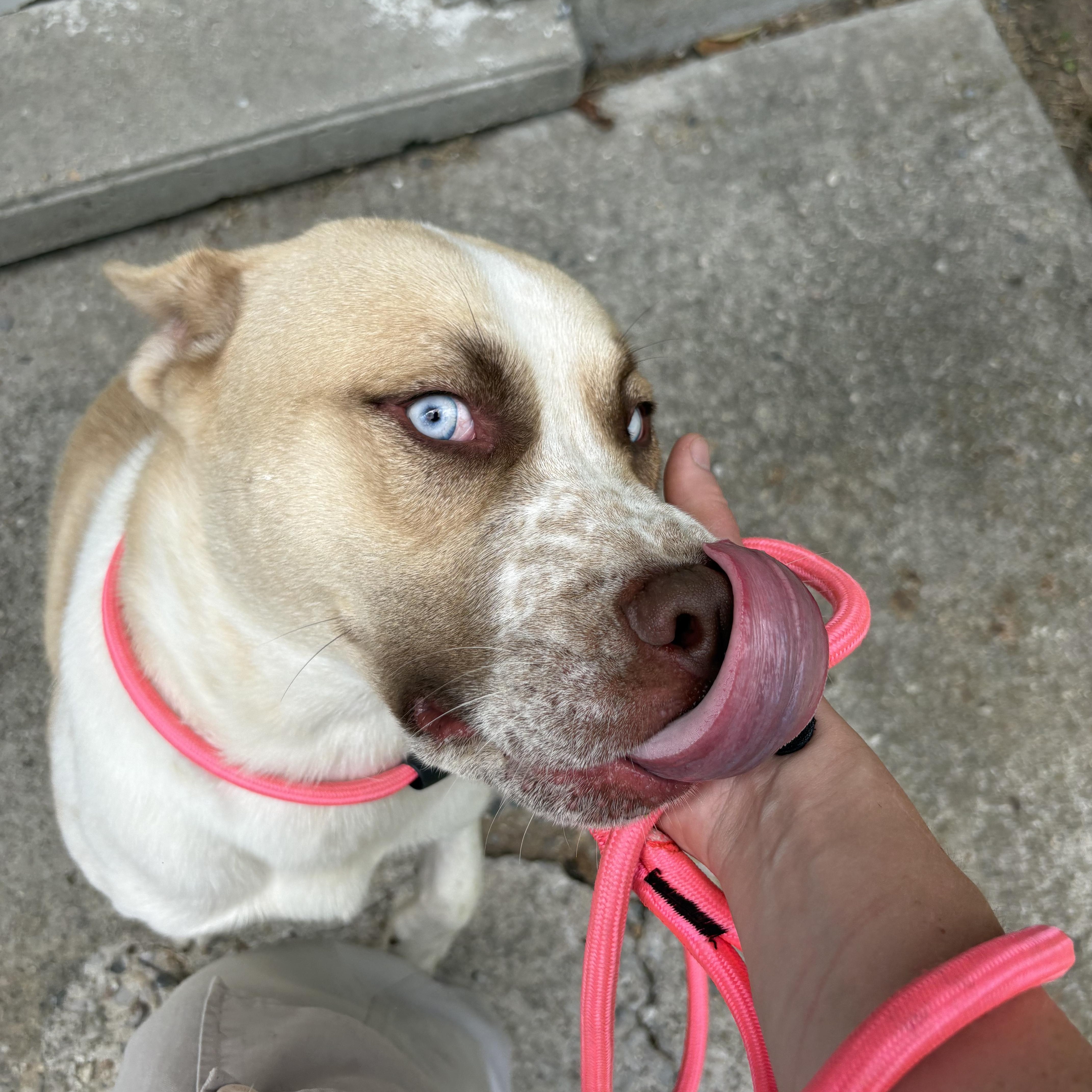 Enlarge Vinny, a Adopted mixed breed in Mount Pleasant, MI image 5/6
