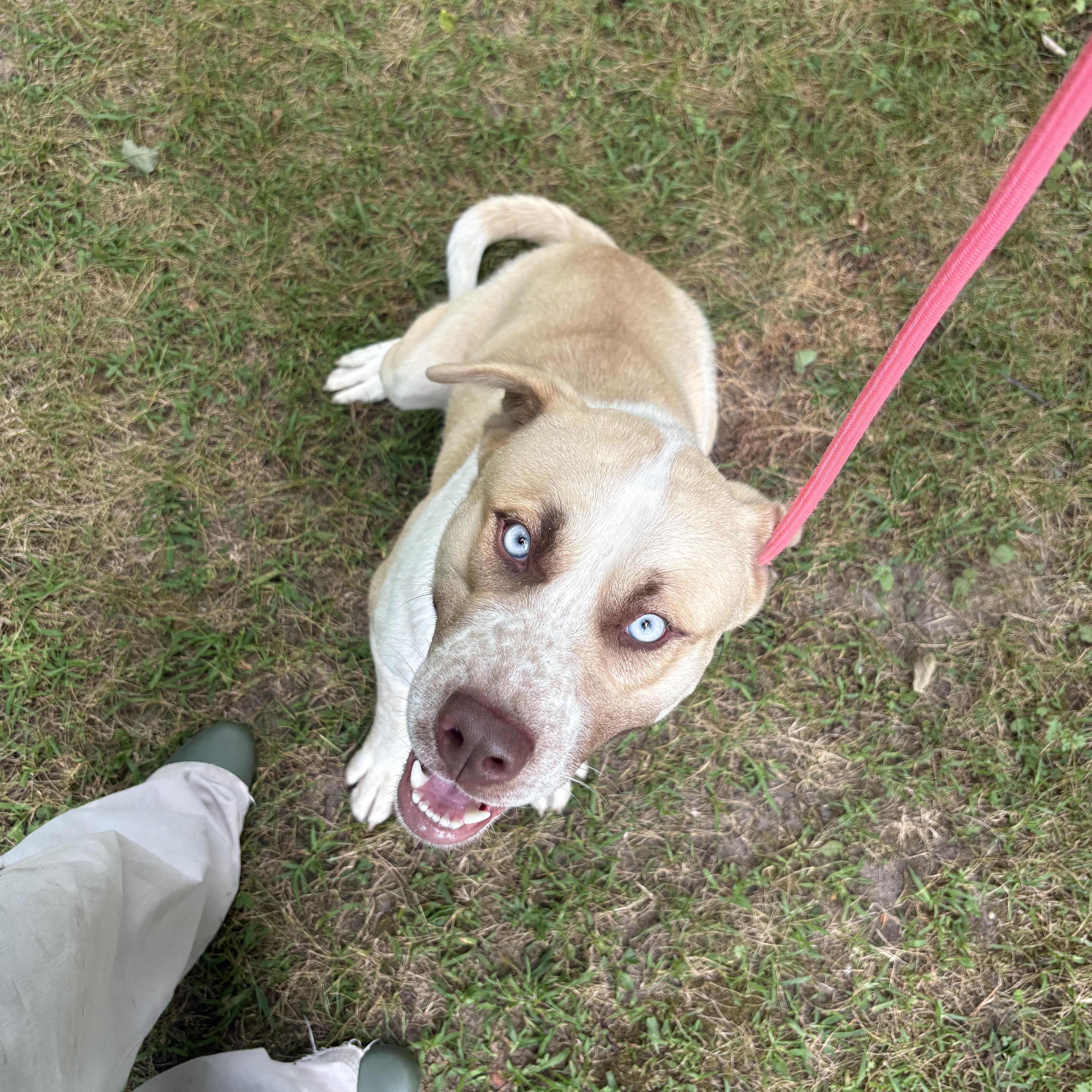 Enlarge Vinny, a Adopted mixed breed in Mount Pleasant, MI image 2/6