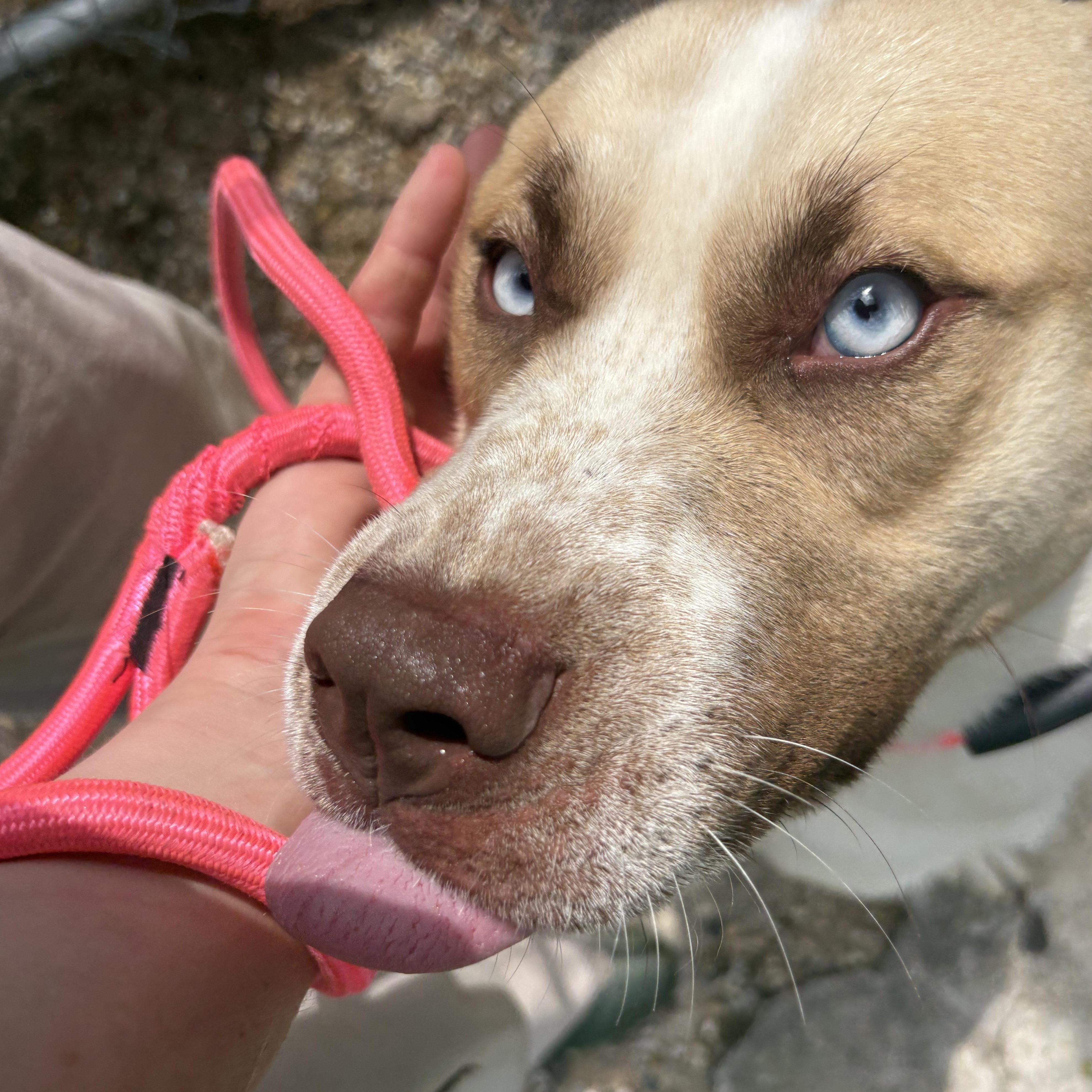 Enlarge Vinny, a Adopted mixed breed in Mount Pleasant, MI image 6/6