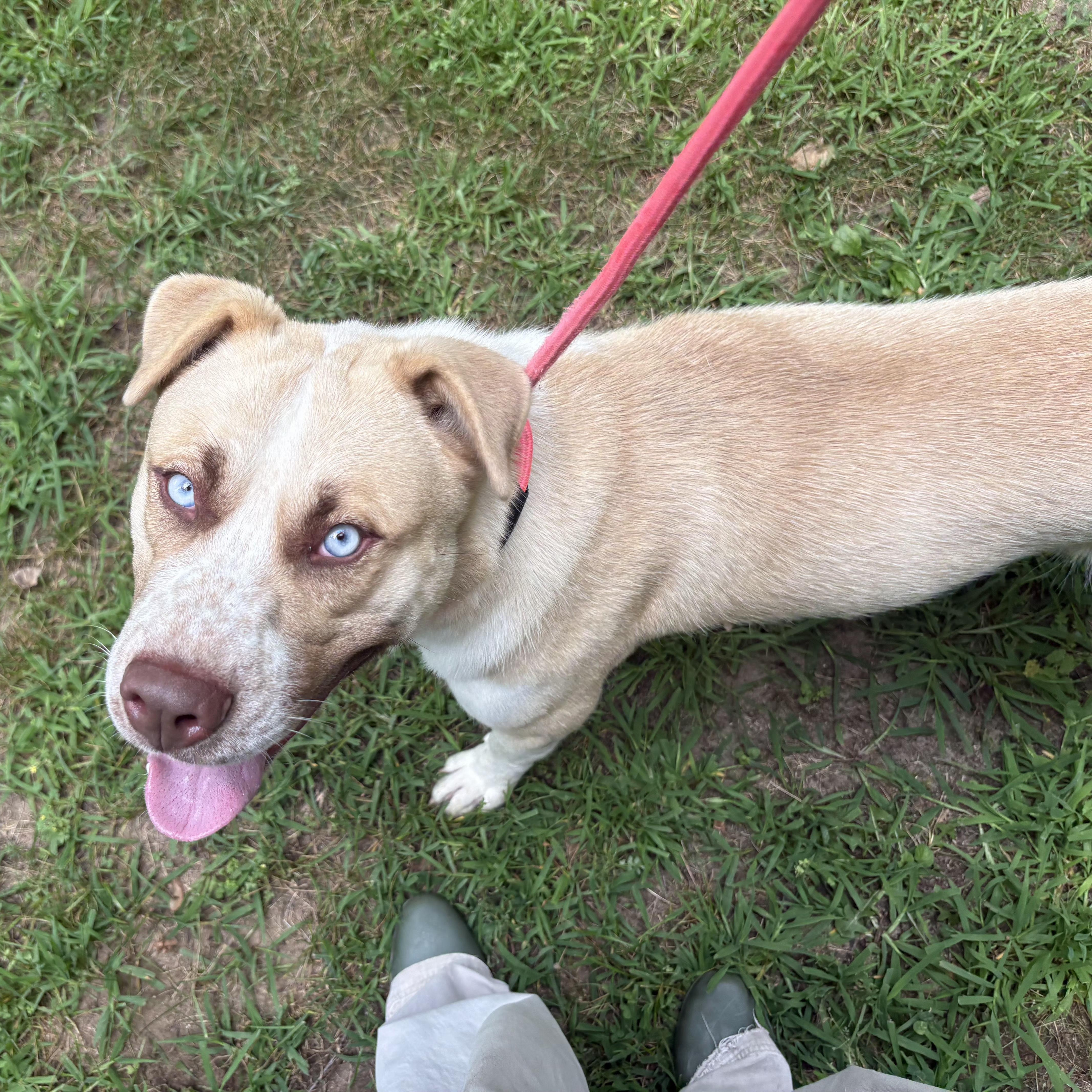 Vinny, Adopted, Young Male Mixed Breed.