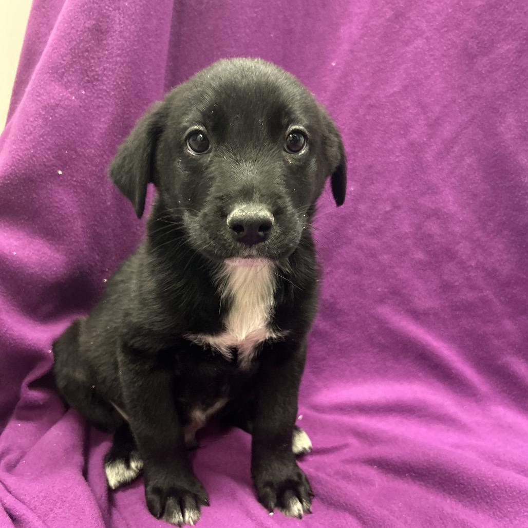 Enlarge Porky, a Adoptable Mixed Breed in Park City, UT image 1/2