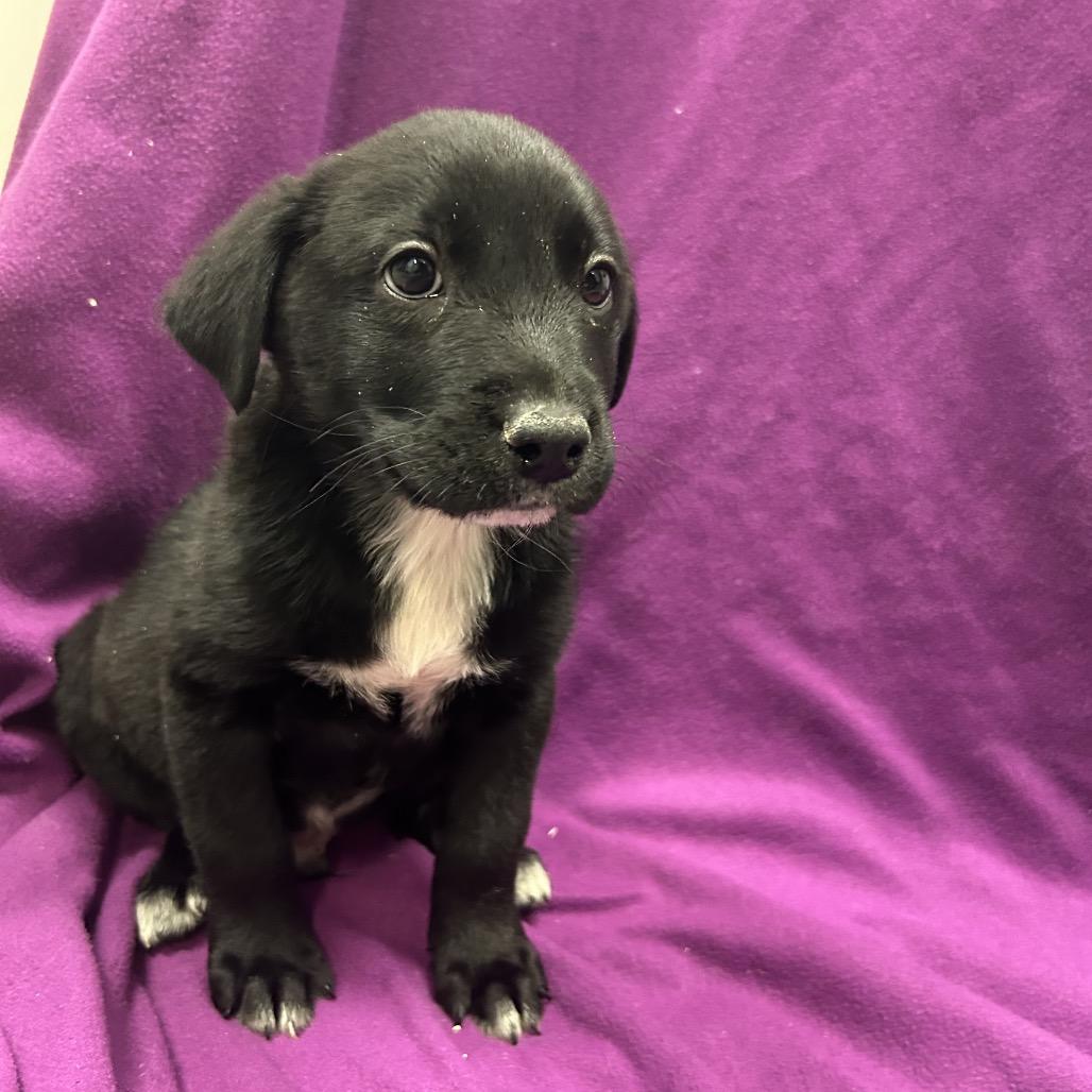 Enlarge Porky, a Adoptable Mixed Breed in Park City, UT image 2/2