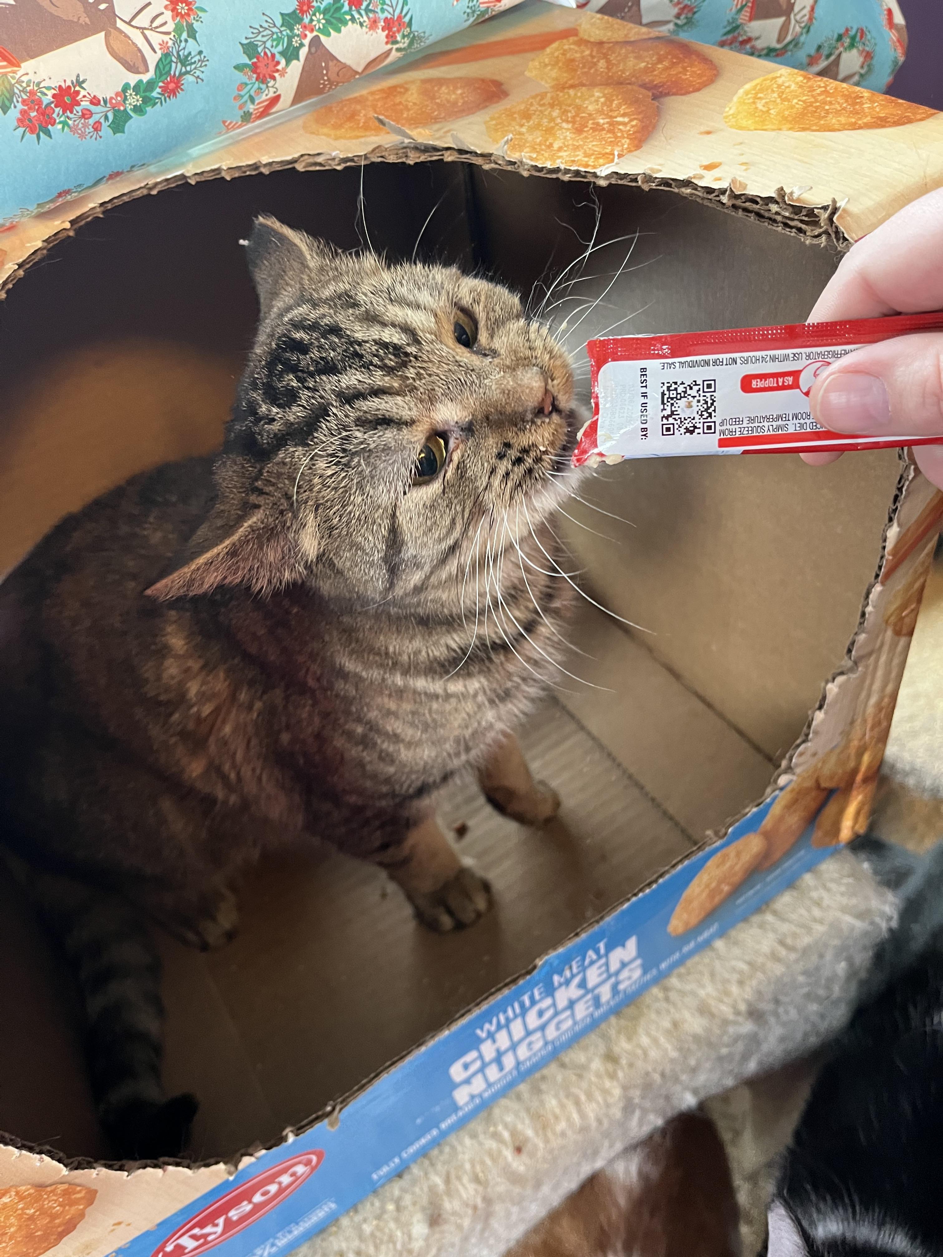 Trixie, a Adoptable Domestic Short Hair in Olean , NY image 1/4