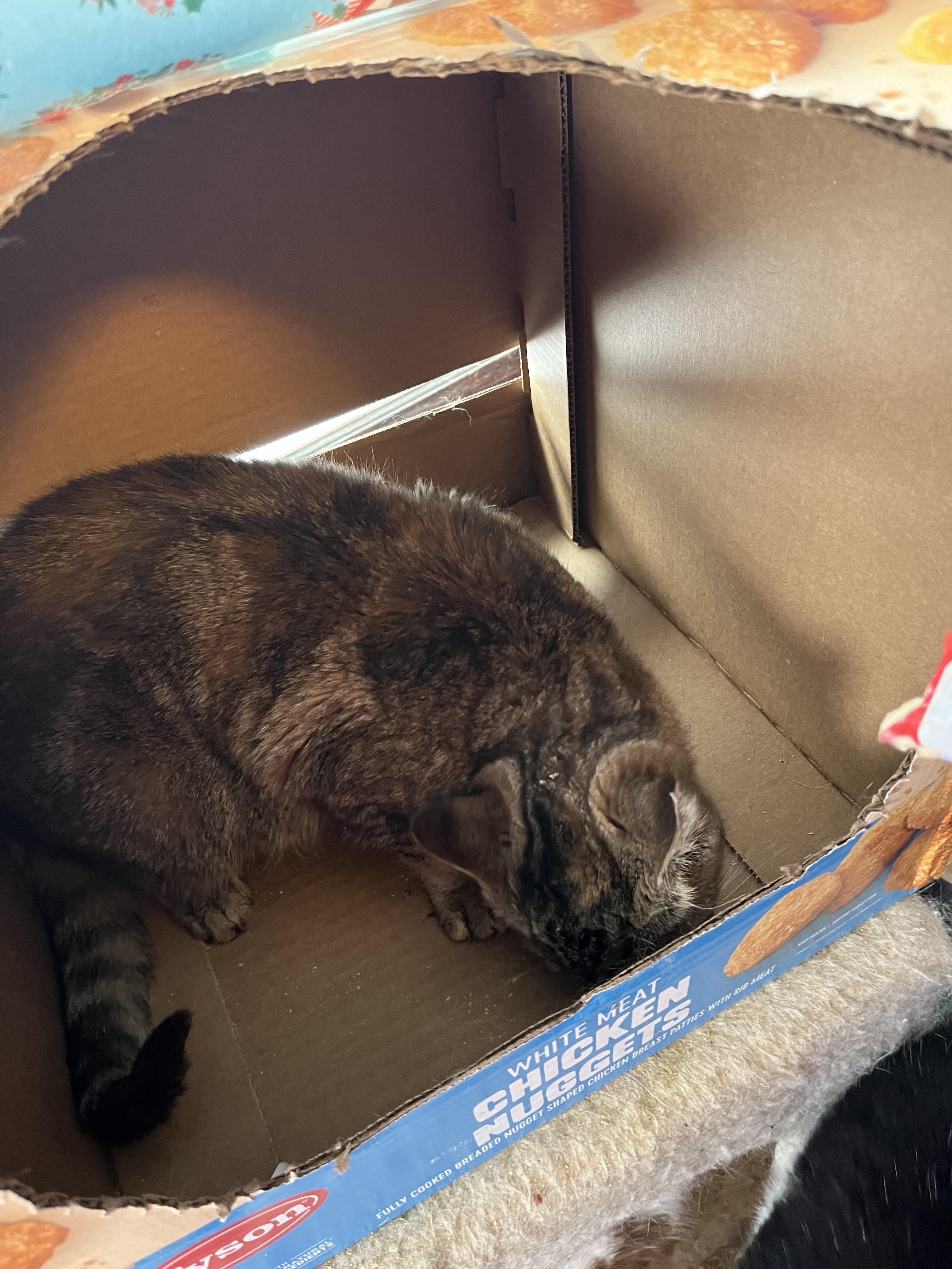 Trixie, a Adoptable Domestic Short Hair in Olean , NY image 2/4