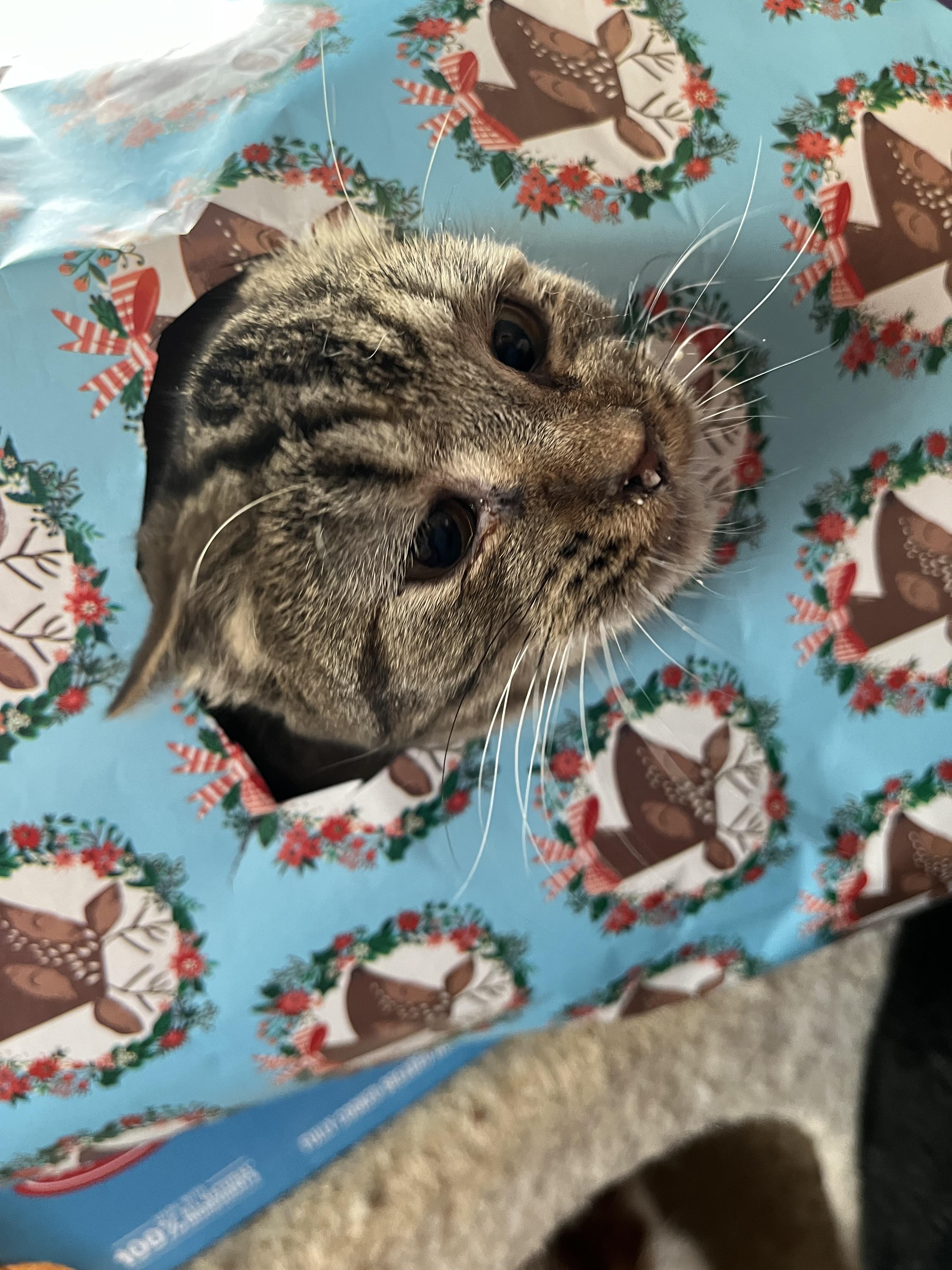 Trixie, a Adoptable Domestic Short Hair in Olean , NY image 3/4