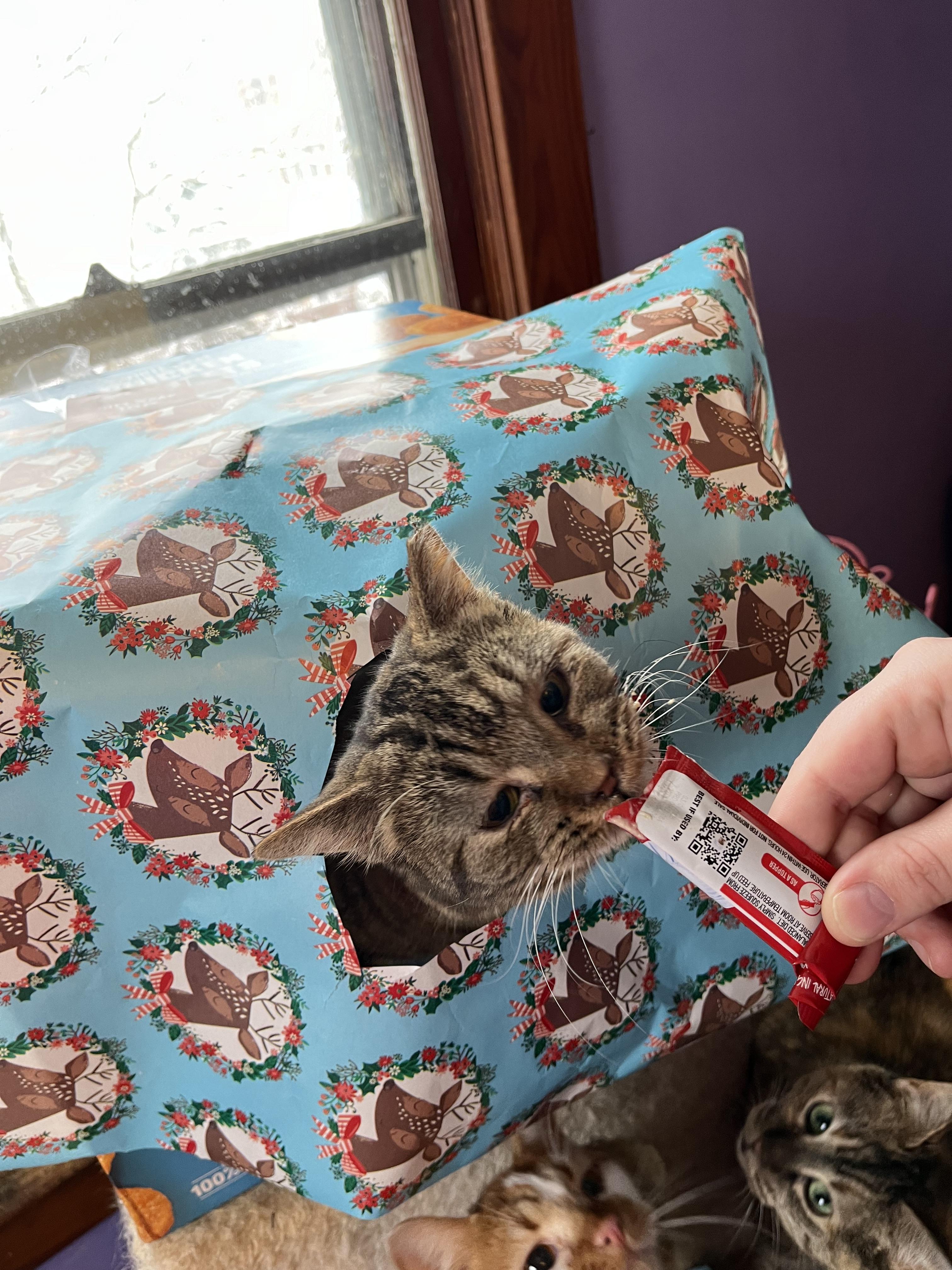 Trixie, a Adoptable Domestic Short Hair in Olean , NY image 4/4