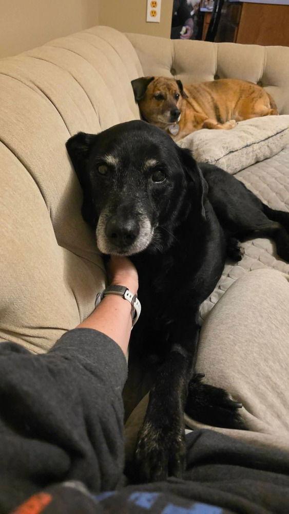 Ziggy, Adoptable, Senior Male Labrador Retriever.