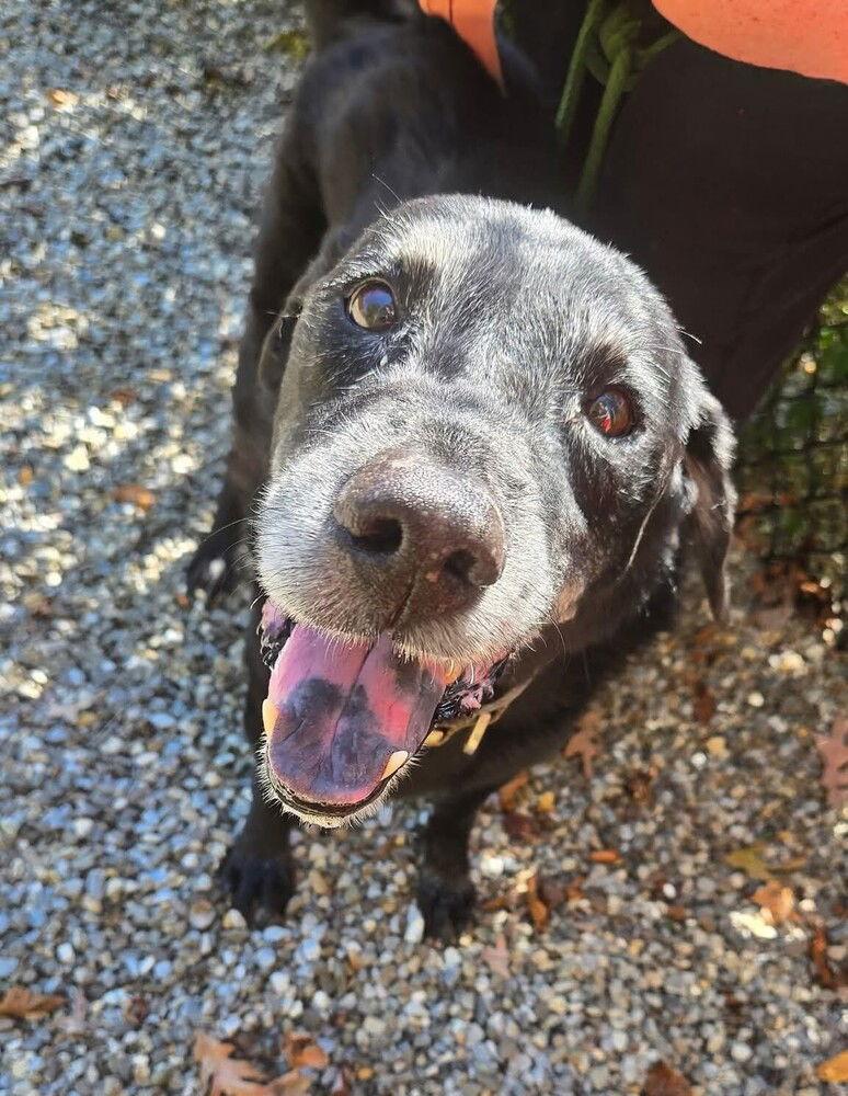 Ziggy, a Adoptable Labrador Retriever in Caldwell, NJ image 1/3
