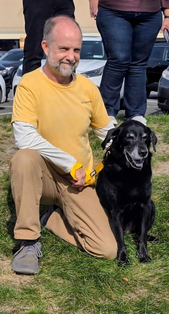 Ziggy, a Adoptable Labrador Retriever in Caldwell, NJ image 2/3