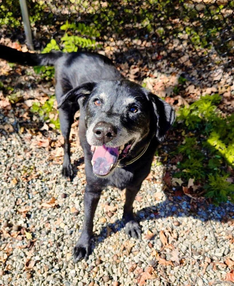 Ziggy, a Adoptable Labrador Retriever in Caldwell, NJ image 3/3