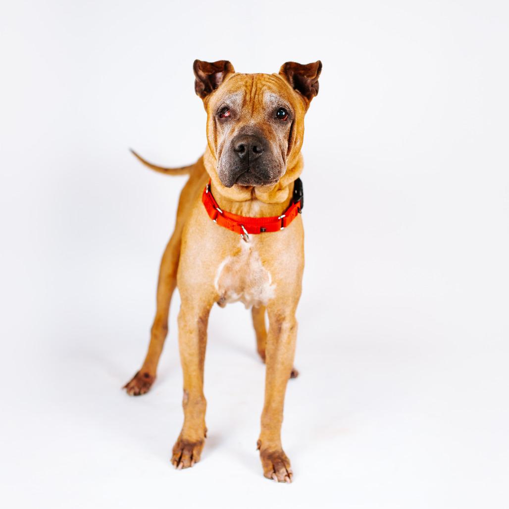 Yogi, Adoptable, Senior Male Boxer.