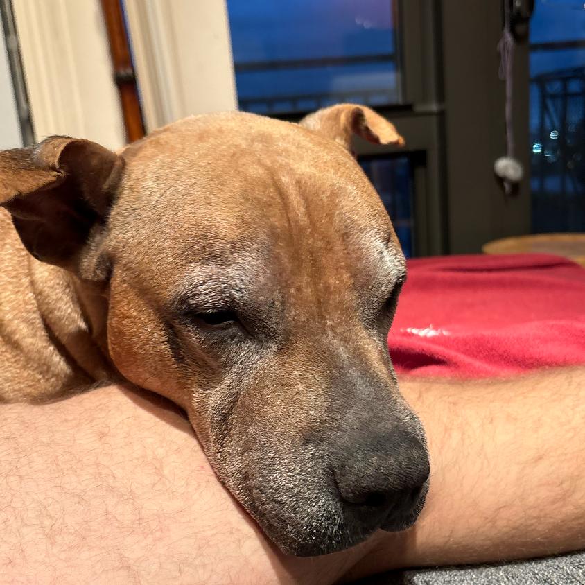 Enlarge Yogi, a Adoptable Boxer in Northbrook, IL image 2/6