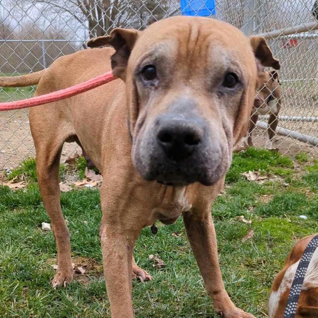 Enlarge Yogi, a Adoptable Boxer in Northbrook, IL image 3/6