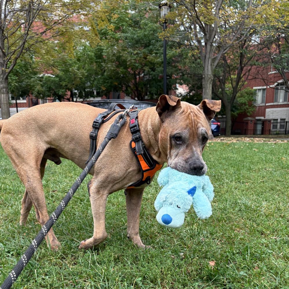 Enlarge Yogi, a Adoptable Boxer in Northbrook, IL image 5/6