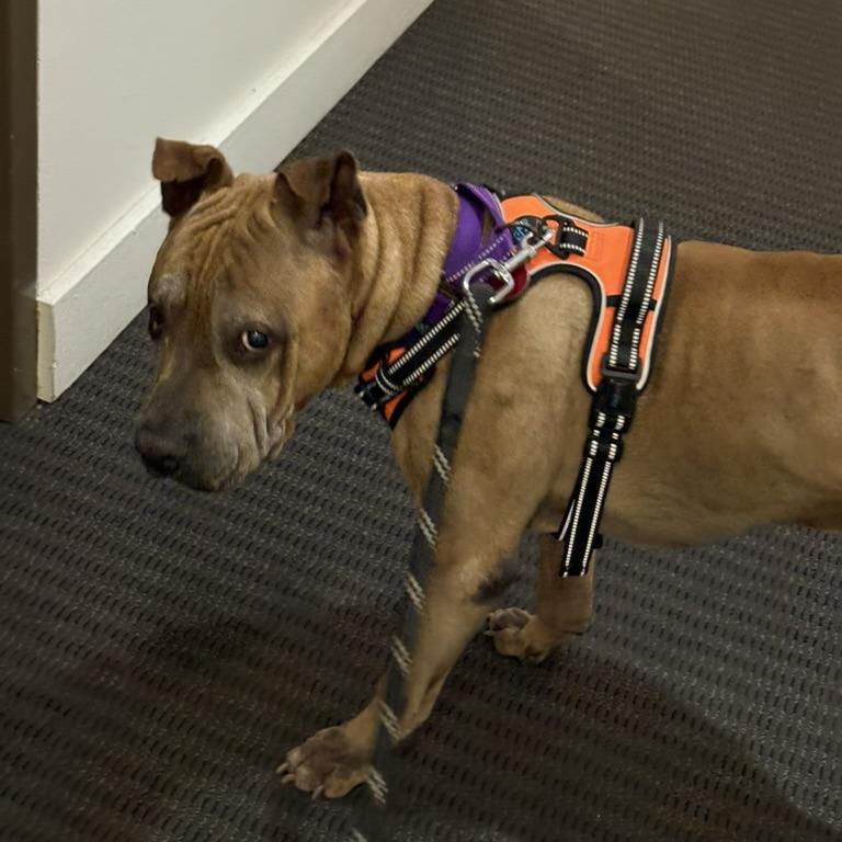 Enlarge Yogi, a Adoptable Boxer in Northbrook, IL image 5/6