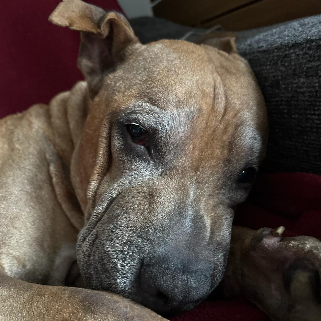 Enlarge Yogi, a Adoptable Boxer in Northbrook, IL image 6/6