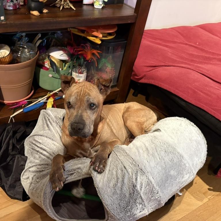 Enlarge Yogi, a Adoptable Boxer in Northbrook, IL image 1/1