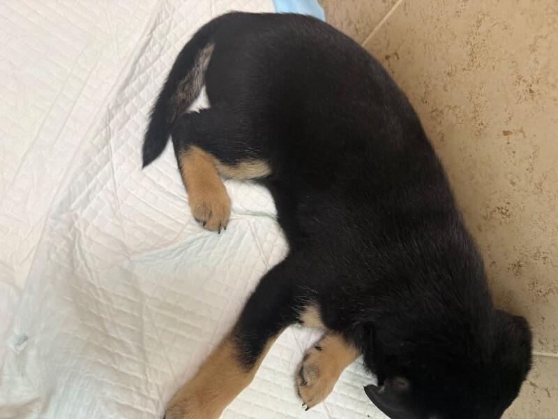 Enlarge Daren, a Adoptable Mixed Breed in Hobbs, NM image 2/5