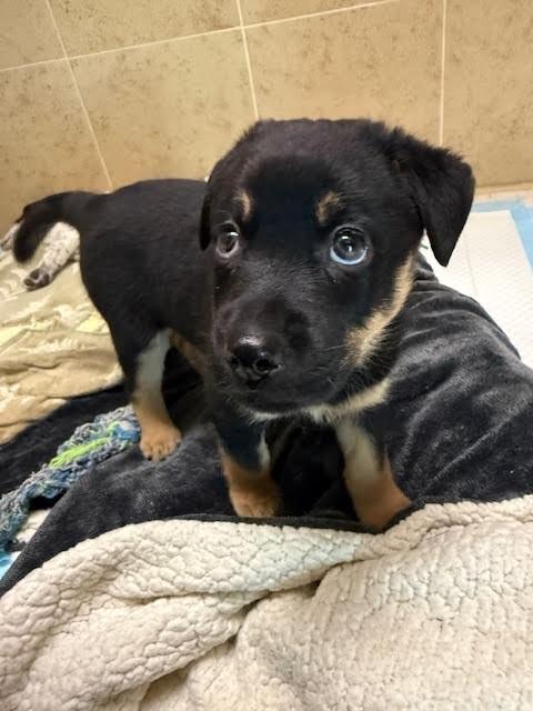 Enlarge Daren, a Adoptable Mixed Breed in Hobbs, NM image 3/5