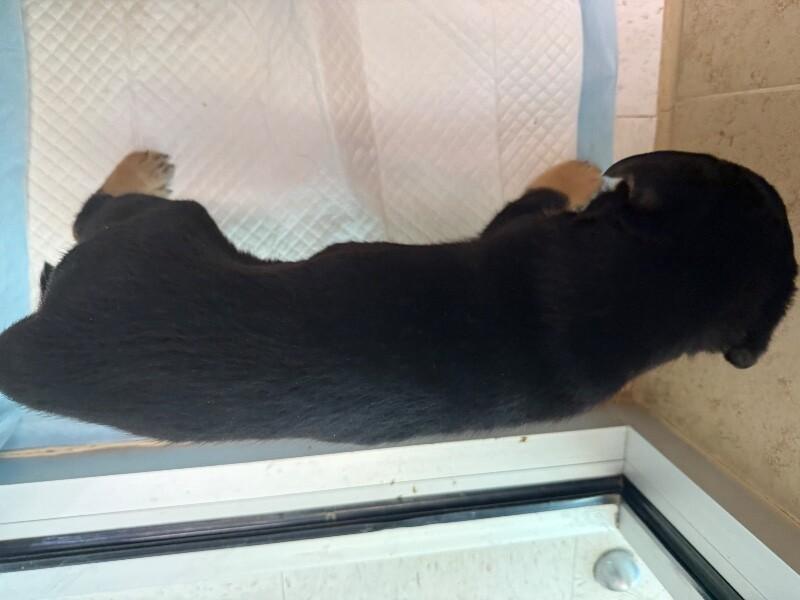 Enlarge Daren, a Adoptable Mixed Breed in Hobbs, NM image 4/5