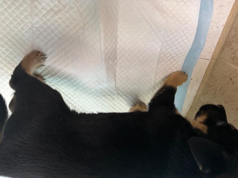 Enlarge Daren, a Adoptable Mixed Breed in Hobbs, NM image 5/5