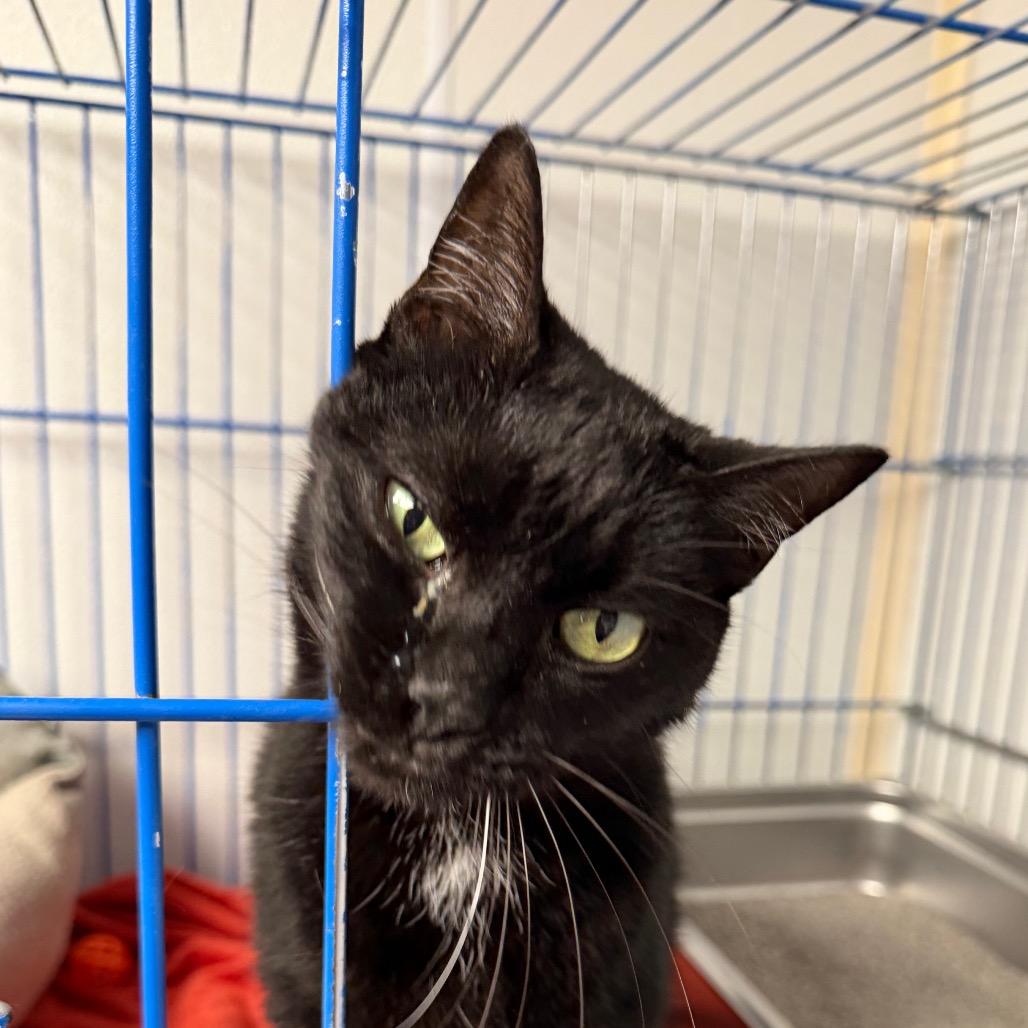 Auggie, Adoptable, Senior Female Domestic Short Hair.