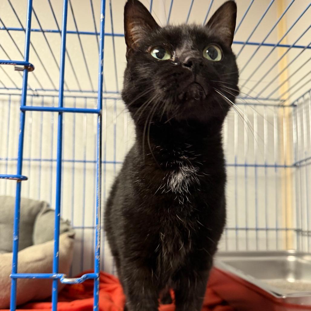 Enlarge Auggie, a Adoptable Domestic Short Hair in Blairsville, GA image 2/6