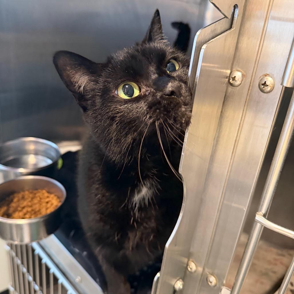 Enlarge Auggie, a Adoptable Domestic Short Hair in Blairsville, GA image 3/6