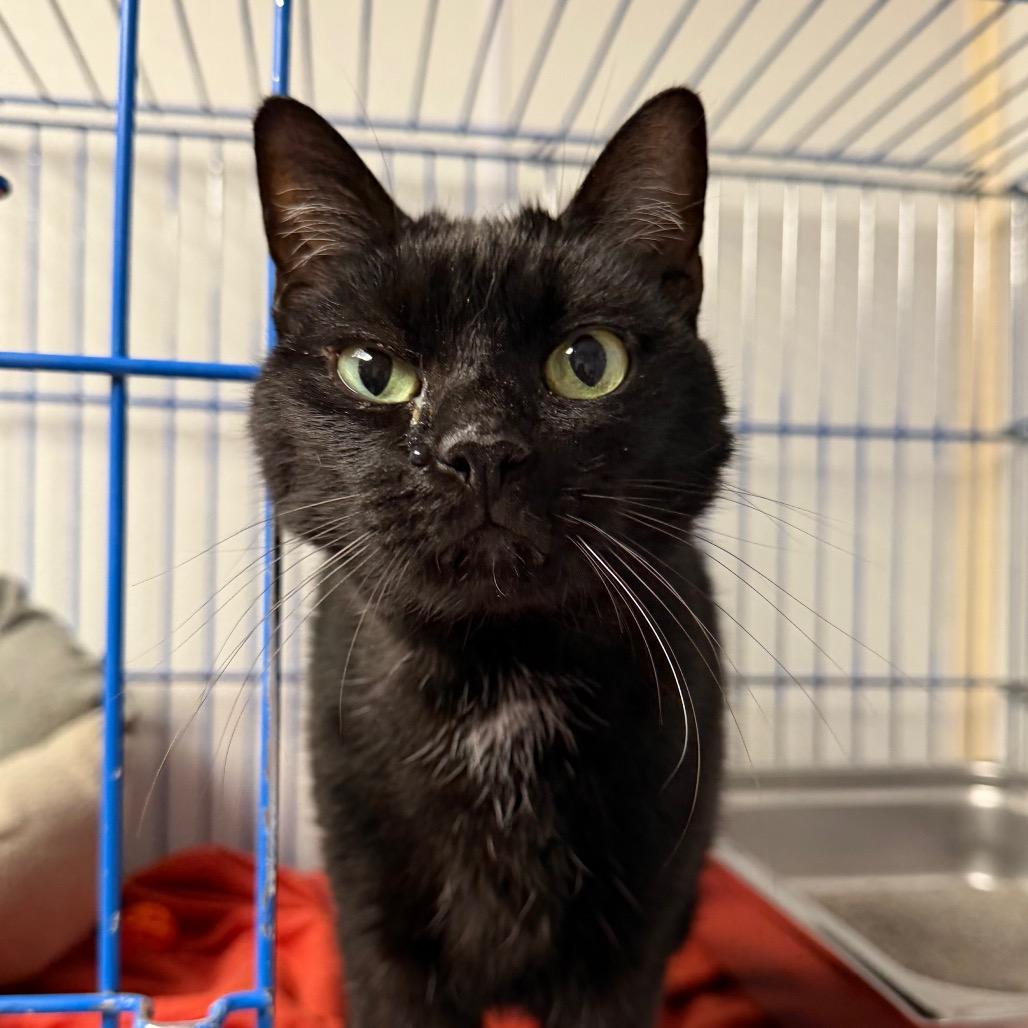 Enlarge Auggie, a Adoptable Domestic Short Hair in Blairsville, GA image 4/6