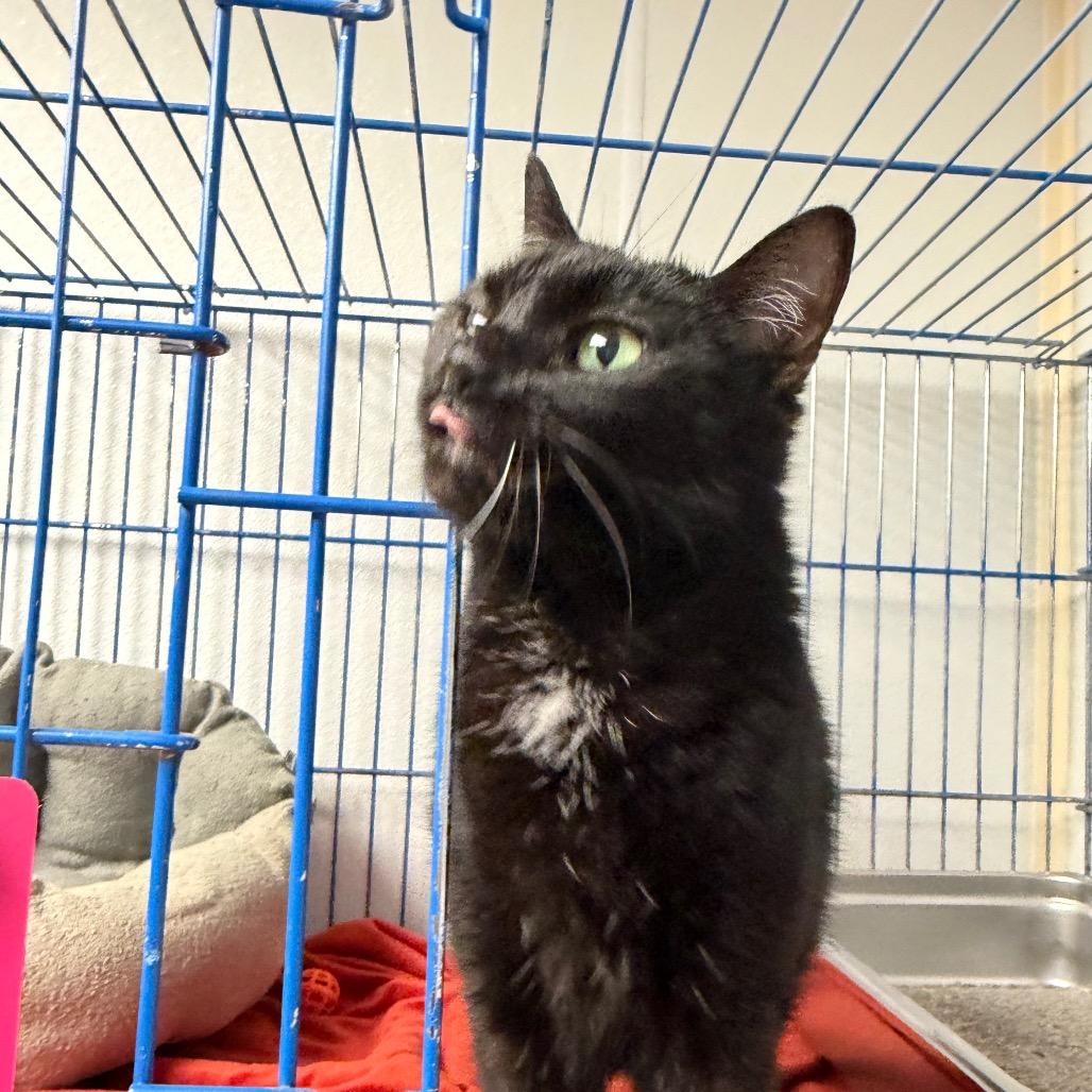 Enlarge Auggie, a Adoptable Domestic Short Hair in Blairsville, GA image 5/6