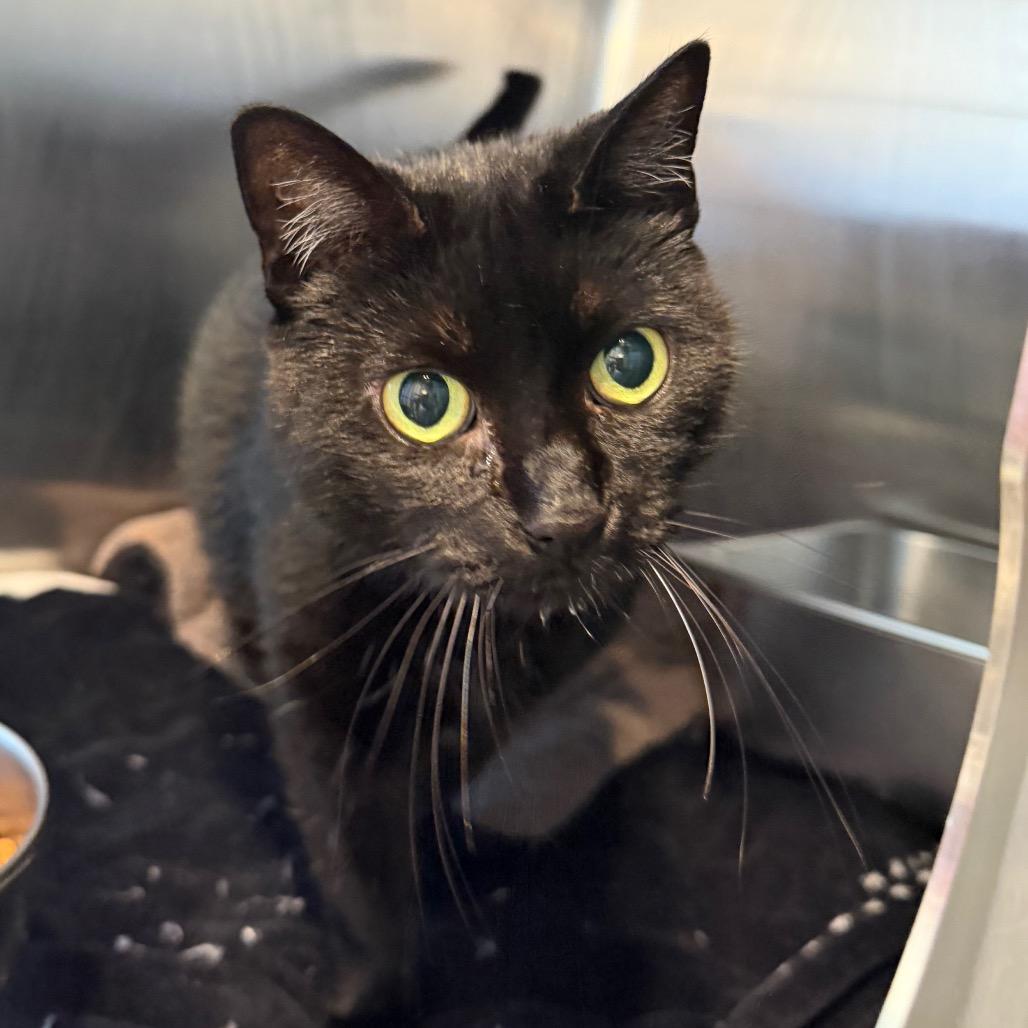 Enlarge Auggie, a Adoptable Domestic Short Hair in Blairsville, GA image 6/6