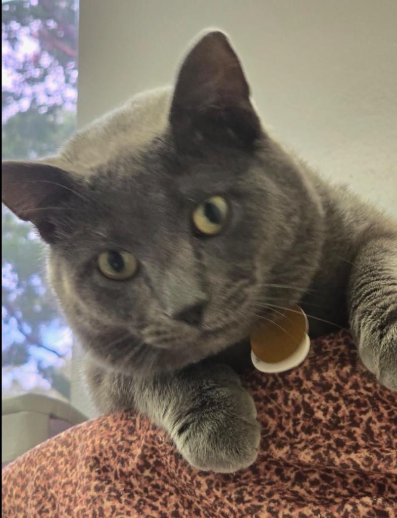 Enlarge ZACHARY, a Adoptable mixed breed in Muskegon, MI image 1/6
