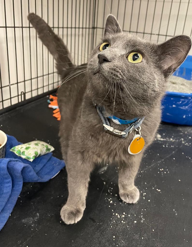 Enlarge ZACHARY, a Adoptable mixed breed in Muskegon, MI image 2/6