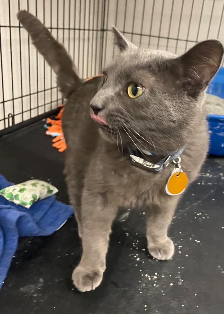 Enlarge ZACHARY, a Adoptable mixed breed in Muskegon, MI image 3/6