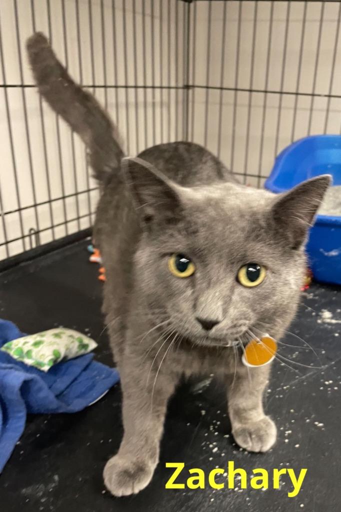 Enlarge ZACHARY, a Adoptable mixed breed in Muskegon, MI image 4/6
