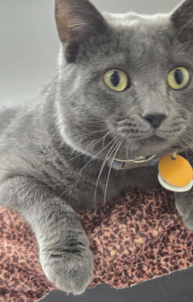 Enlarge ZACHARY, a Adoptable mixed breed in Muskegon, MI image 5/6