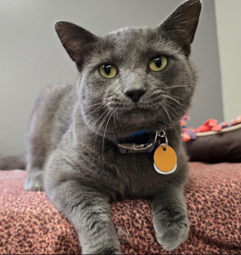 Enlarge ZACHARY, a Adoptable mixed breed in Muskegon, MI image 6/6