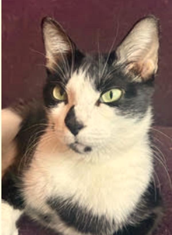 Enlarge Tarot, a Adoptable mixed breed in Sherwood, OR image 1/1