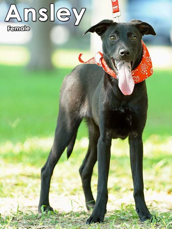 Ansley, a Adoptable Mountain Dog in Toronto, ON image 4/5