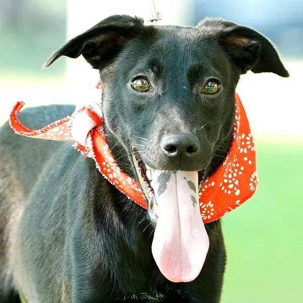 Ansley, a Adoptable Mountain Dog in Toronto, ON image 5/5